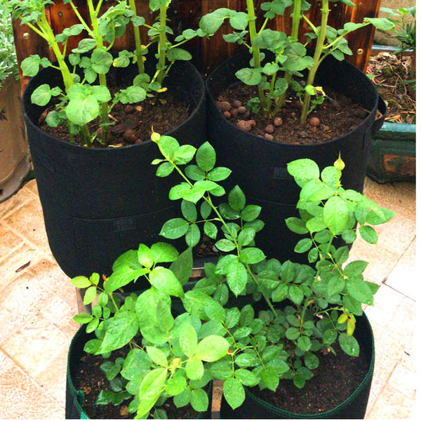 Root Vegetables Growth Bag